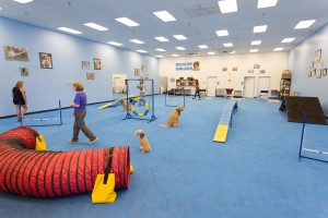 dog trainers school, school for dog trainers, become a dog trainer