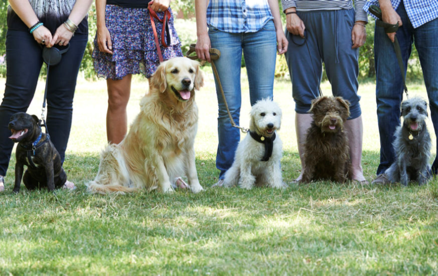 schools for dog trainers