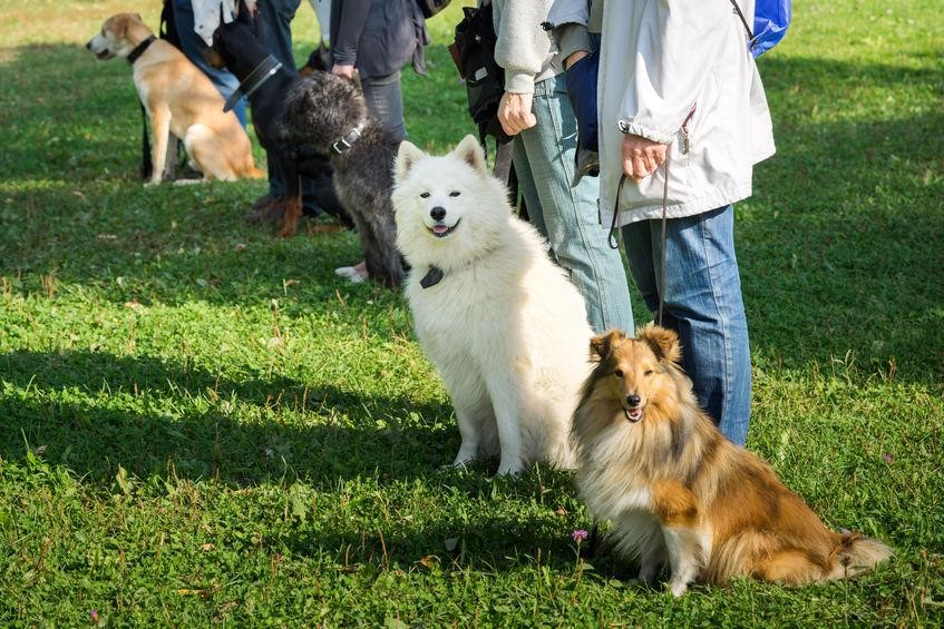 The Training Experience For New Dog Trainers