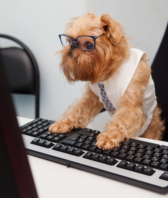 bring your dog to work day, benefits of dog in the workplace