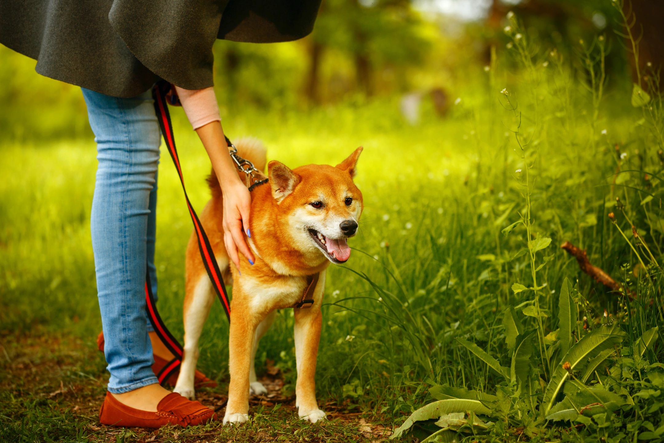 Become a Certified Dog Trainer – Reason to love this job