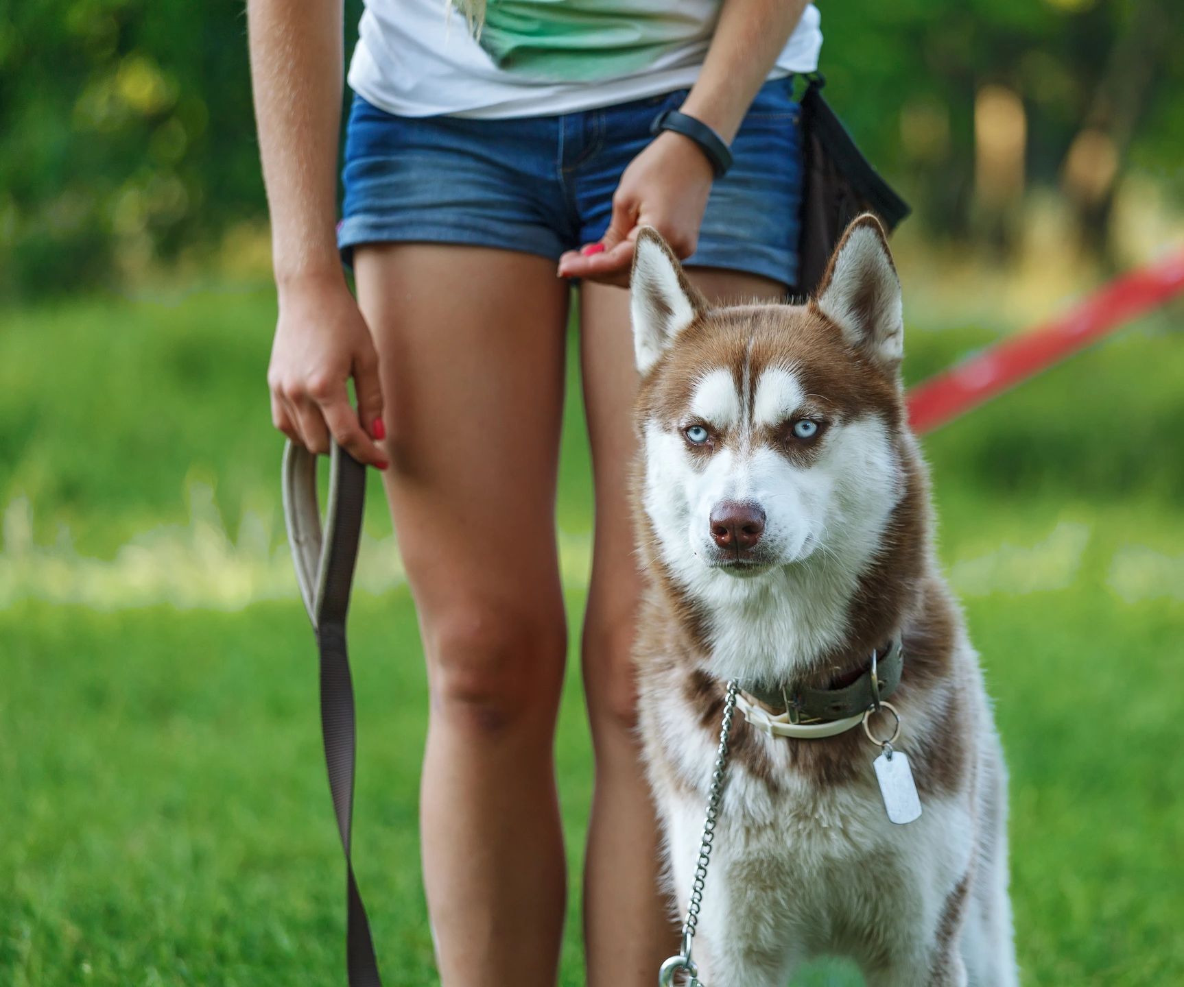 be-a-dog-trainer-1-reason-to-love-this-job-az-dog-smart-academy