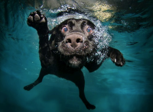 be a dog trainer, dog swim lessons