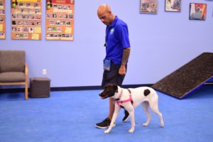 dog trainer school, az dog smart academy