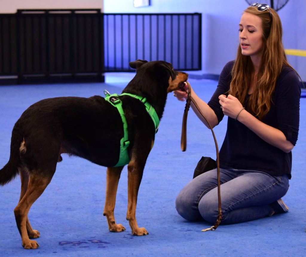 dog trainer apprentice program, az dog smart academy, schools for dog trainers