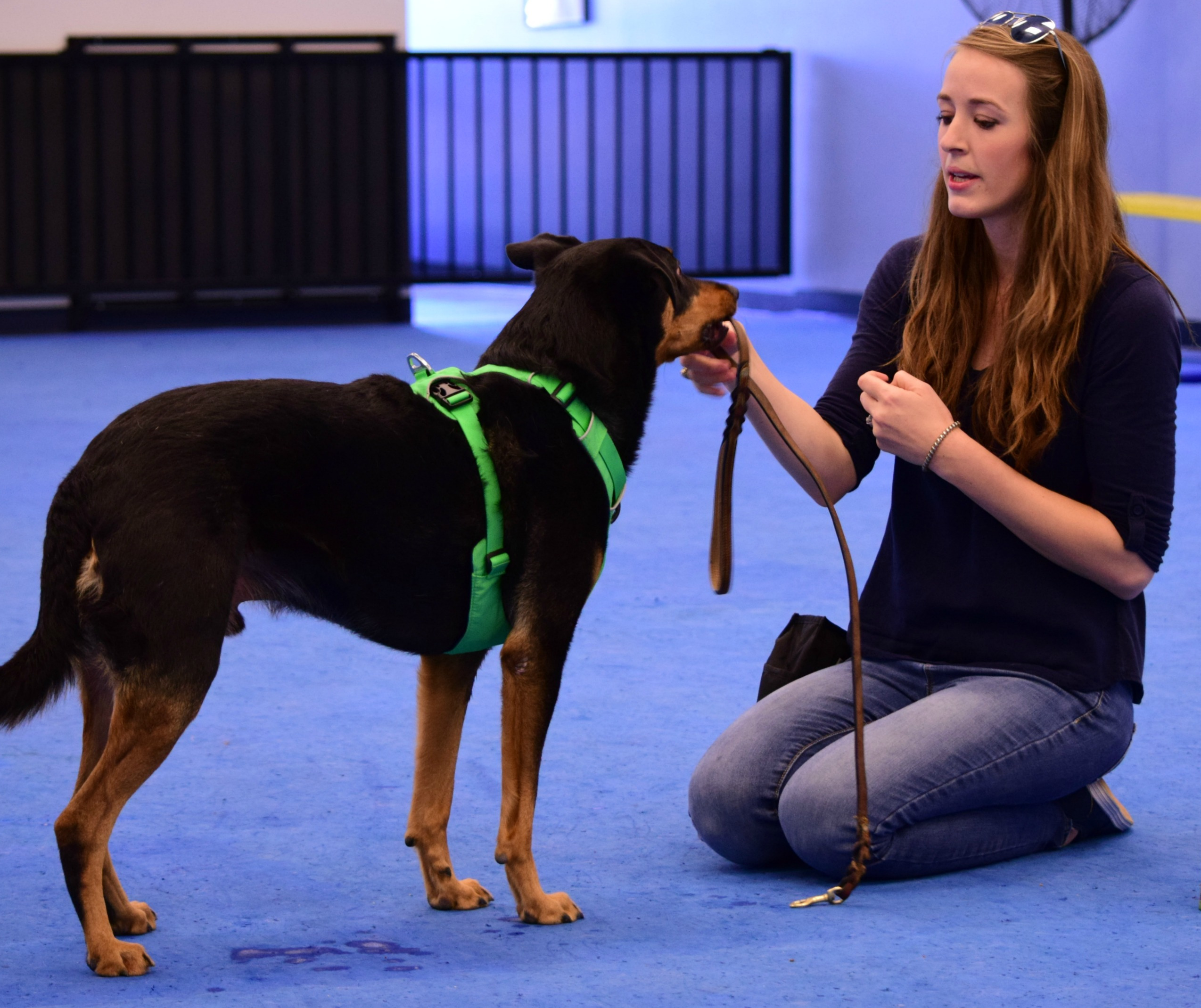 Dog trainer blog, service dog, therapy dog AZ Dog Smart Academy