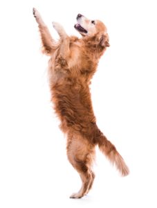 walk the dog, dog jumps, az dog sports, dog trainer tips