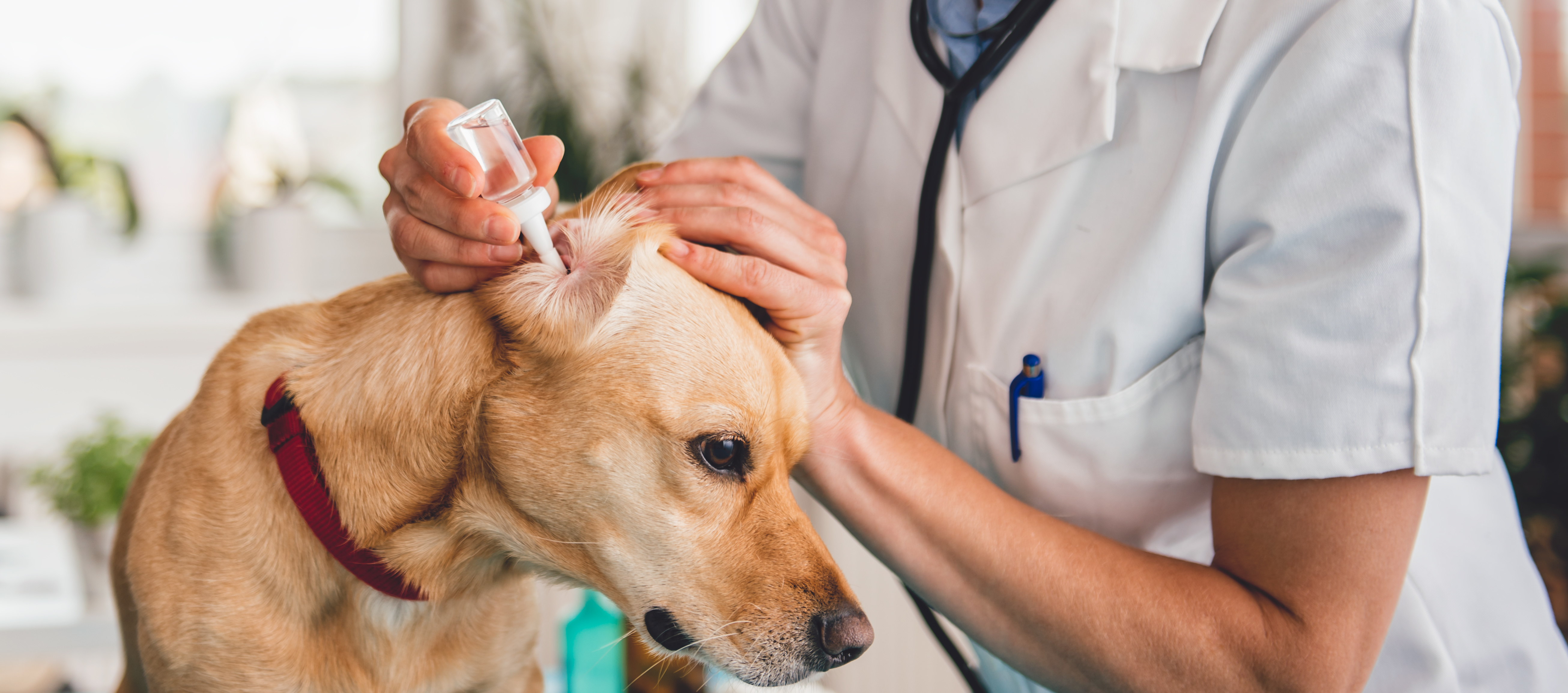 There’s A Training Tip For That – Administering Dog Ear Drops