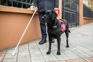 types of service dogs, az dog smart, service dog training