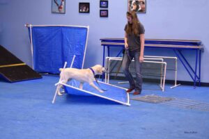 service dog workshop, jessa parker, az dog smart, dog trainer academy