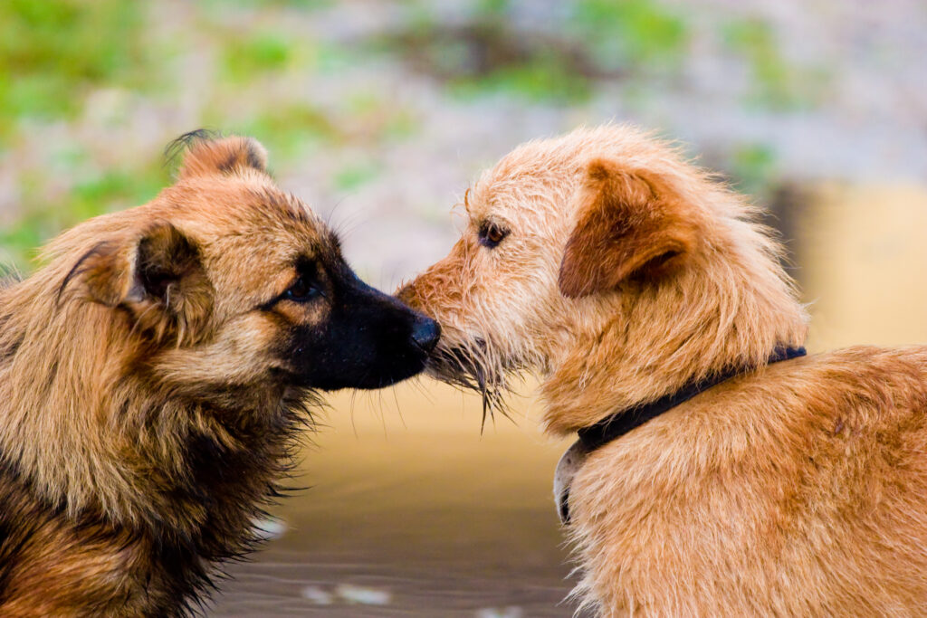 dog greeting, az dog sports, dog training phoenix, dog obedience